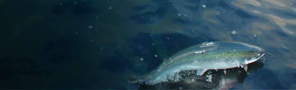 FHF_Lusekonferansen2026_980x3002 1