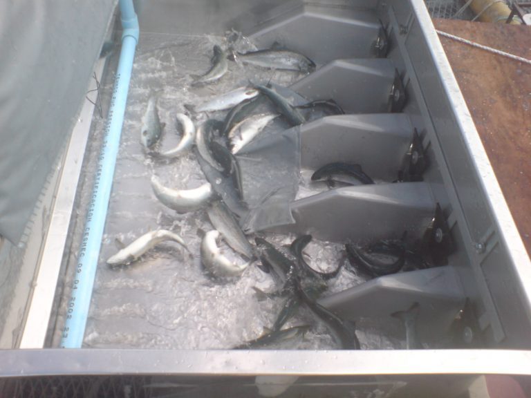 Platina Seafood doblet