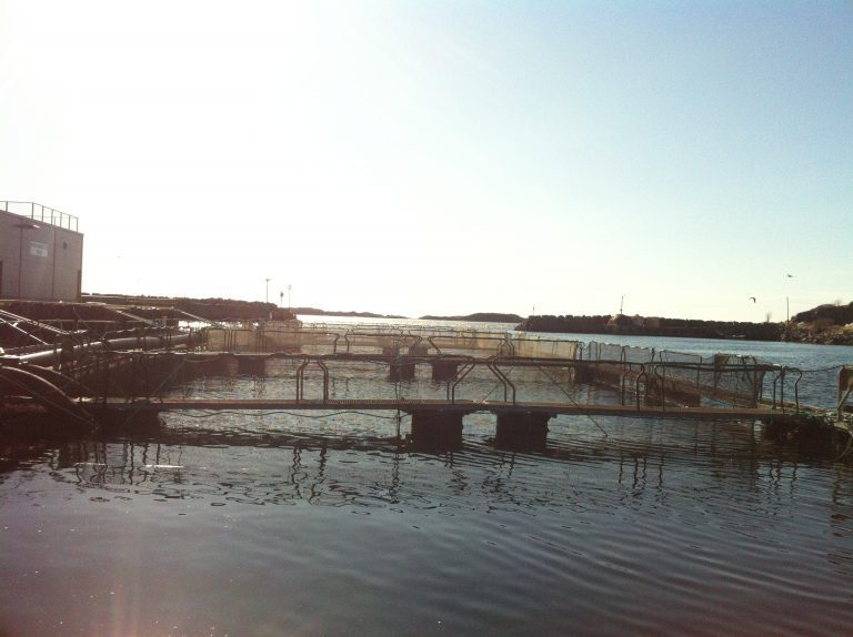 Marine Harvest tjente 480 mill i første kvartal