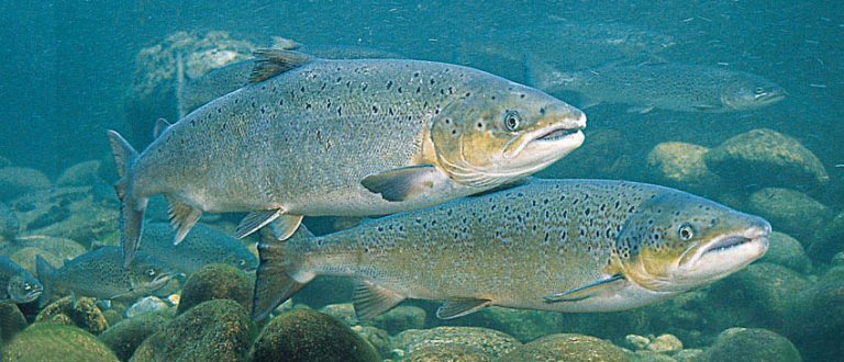 Færre rømlinger blant gytefisken