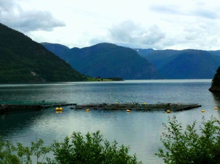 Ørretprisene stiger videre