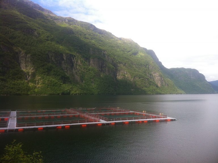 Vil ha hastevedtak om bekjempelse av PD-virus i Nordfjord