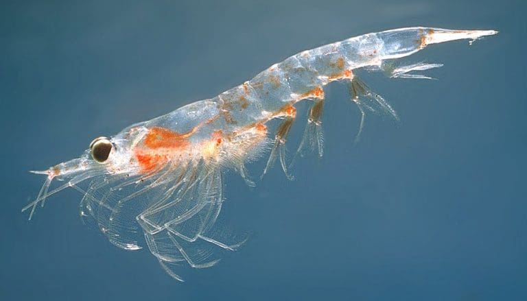 Lysning for krill