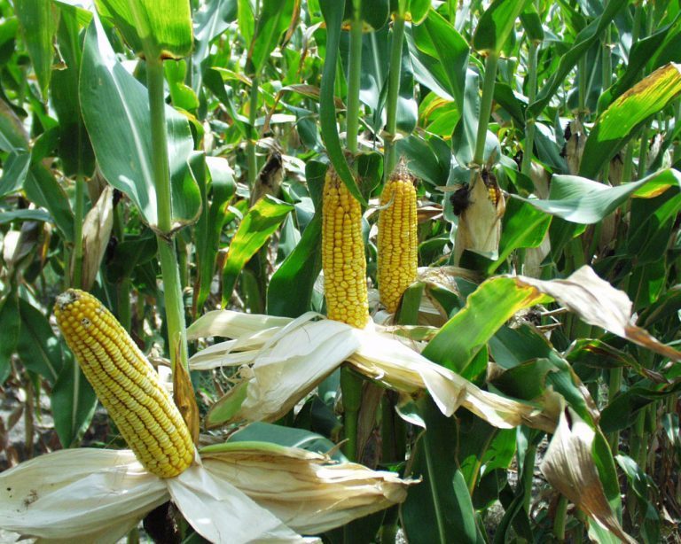 GMO kommer som et skudd