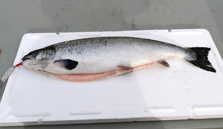 Krever merking av oppdrettslaks