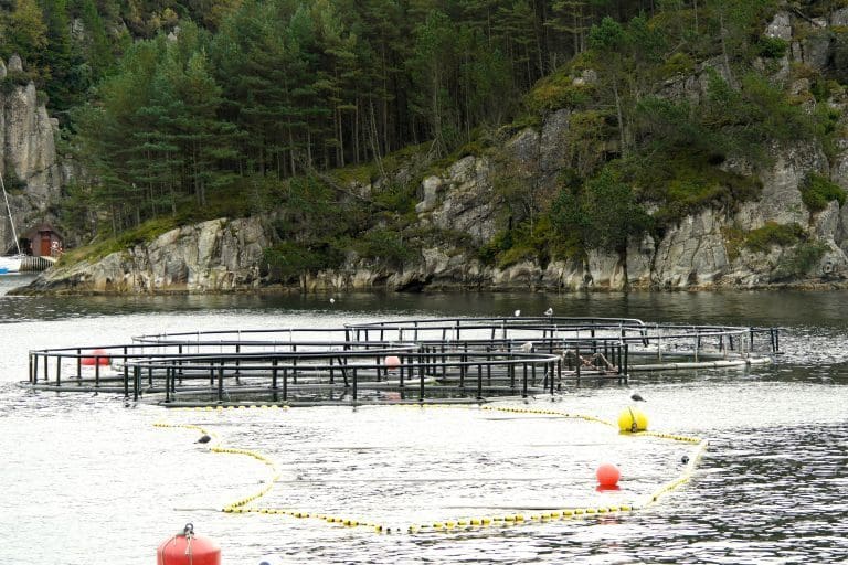 Ukrainer strammer grepet om The Scottish Salmon Company