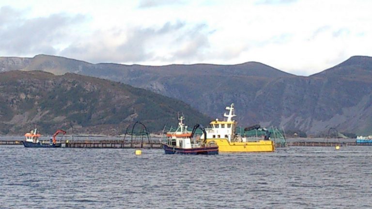 KB Dykk fikk napp hos Marine Harvest Norway