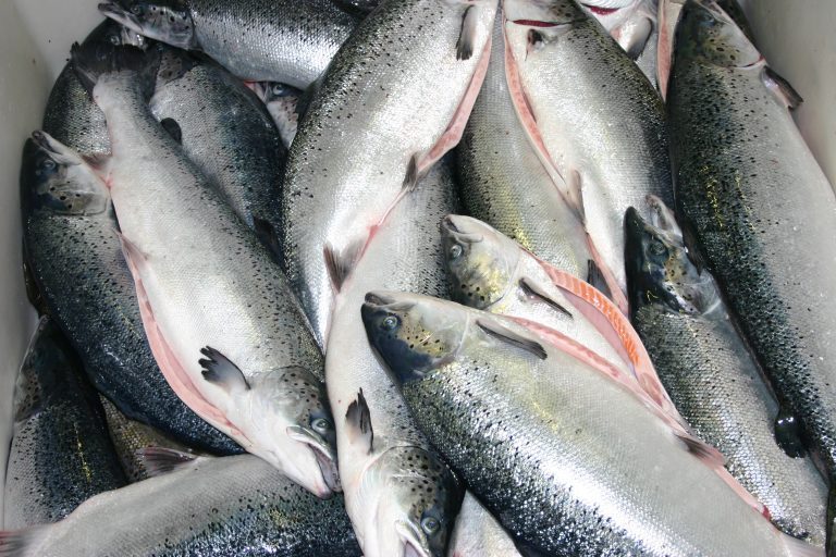 Kan holde laksen fersk en måned