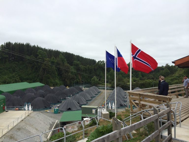Vulkanen tar hele coho-generasjonen til Cermaq