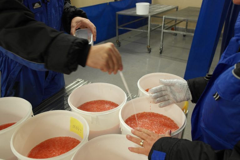 Stamfiskanlegg nummer tre med ILA-mistanke
