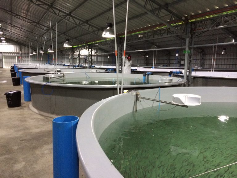 Listeria-fare i plastkar
