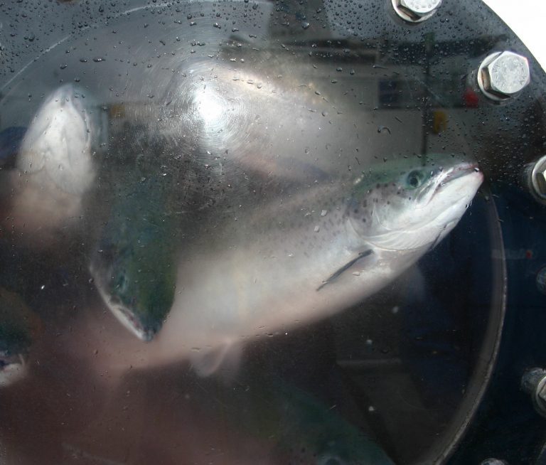 -Fisken kan bli mer syk