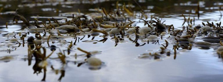 Naturvernforbundet skeptisk til tareoppdrett