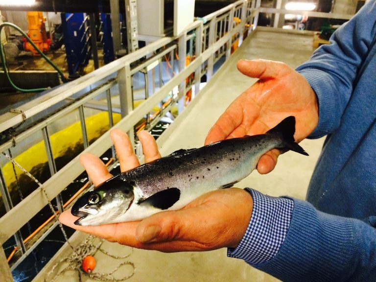 Storsmoltanlegg i Aure blir Marine Harvests største