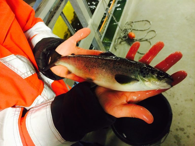 Stor laksesmolt produserer mer sunt fett