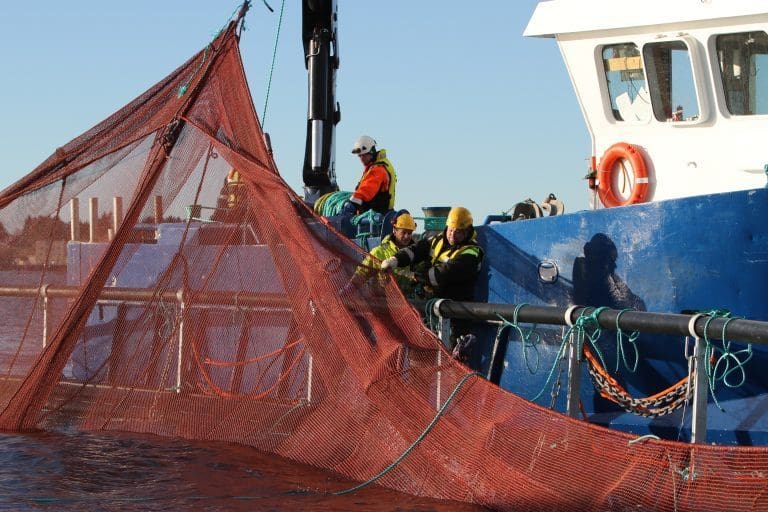 Laksenæringen drar nytte av dagens ordning