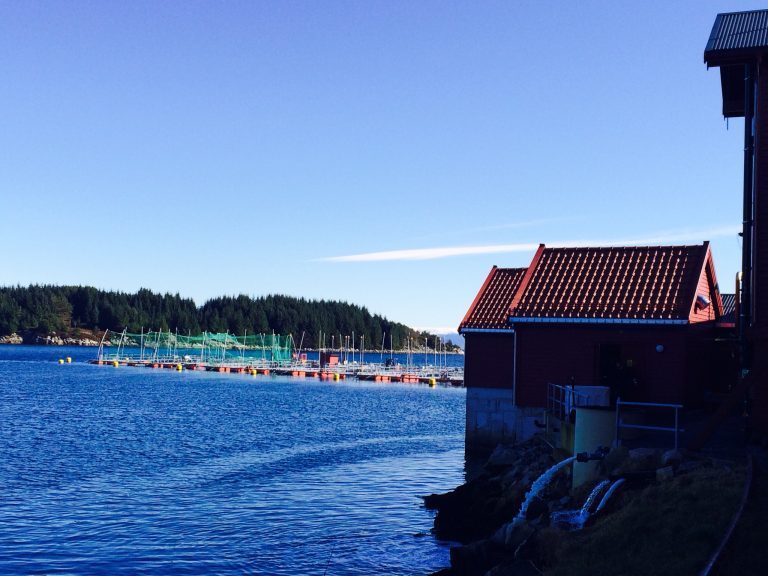 Biomassen opp åtte prosent