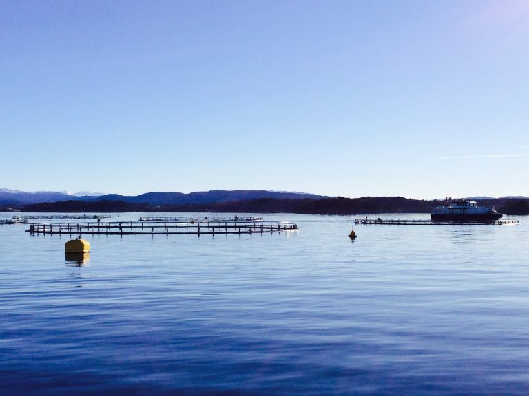 Etterlyser mer fisk