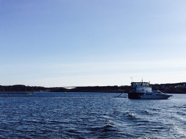 Suksess med luse-skjold