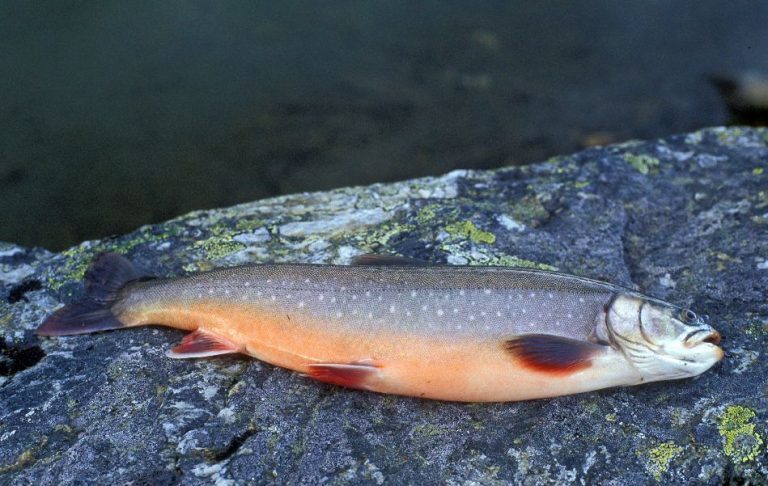 Starter oppdrett av røye i Telemark