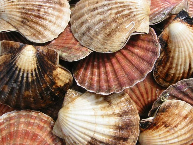 Kamskjellfarm trenger noen som vil satse