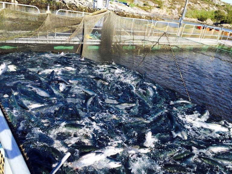 Økt innslag av storfisk i biomassen