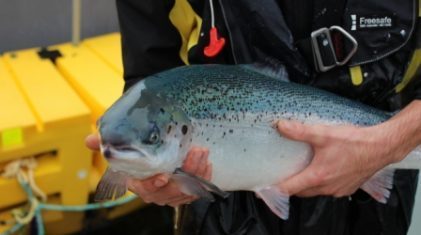 Fisk lukket merd