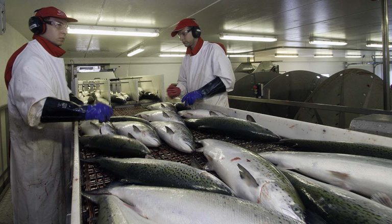 Grieg Seafood har drevet slakteri uten gyldig utslippstillatelse i flere år