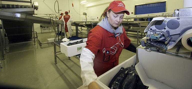 Vekt, pakking av laks, Astafjord. Foto: GEIR BJØRN NILSEN