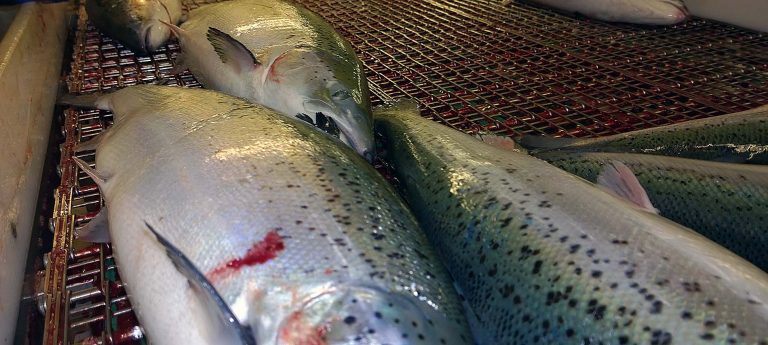 Mangel på slakteklar fisk gjør at bedriften må permittere flere ansatte