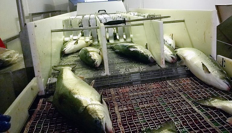 Dempet resultat for Sjurelv Fiskeoppdrett