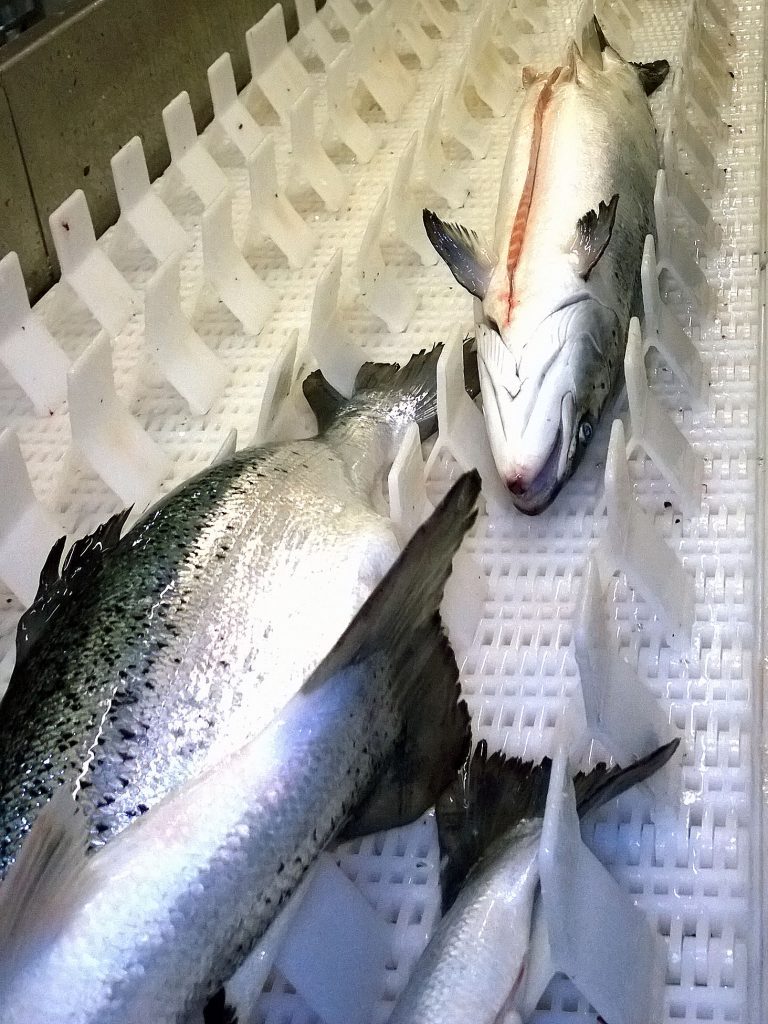 SalMar vurderer slakteri i Finnmark