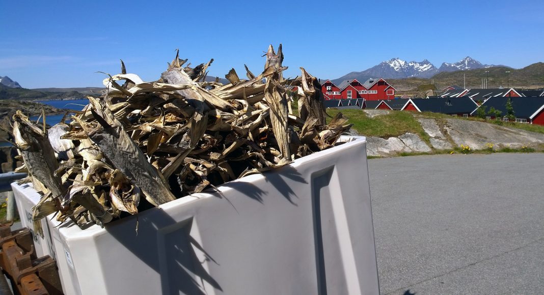 Tørrfisk av torsk, Mortsund i Lofoten. Foto: GEIR BJØRN NILSEN
