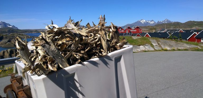 Tørrfisk av torsk, Mortsund i Lofoten. Foto: GEIR BJØRN NILSEN