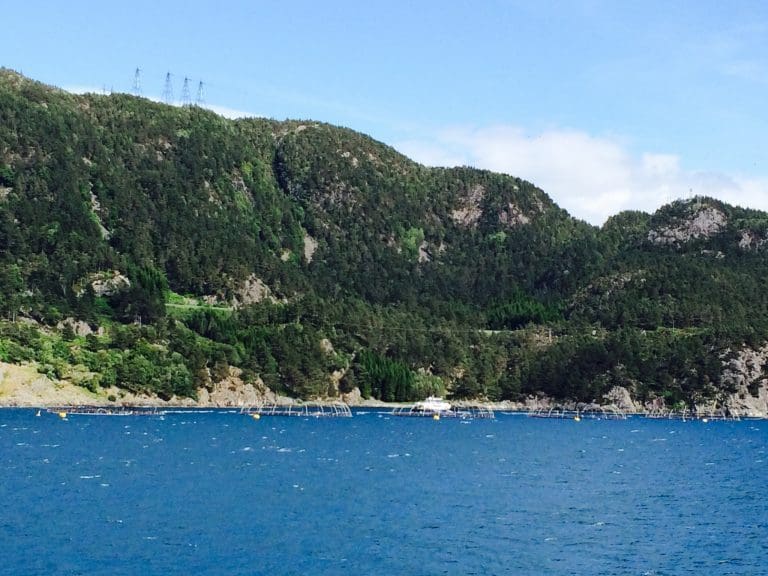 Økning i lakseeksporten i august