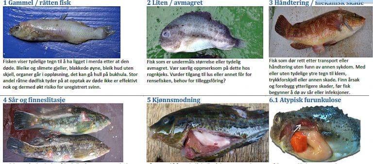 Skal finne ut hvorfor rensefisk dør