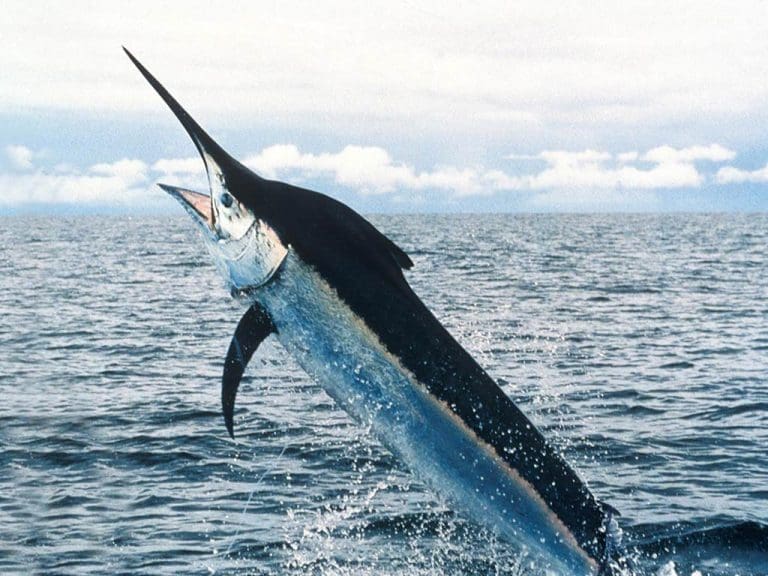 Fikk sverdfisk i Lærdalselvi