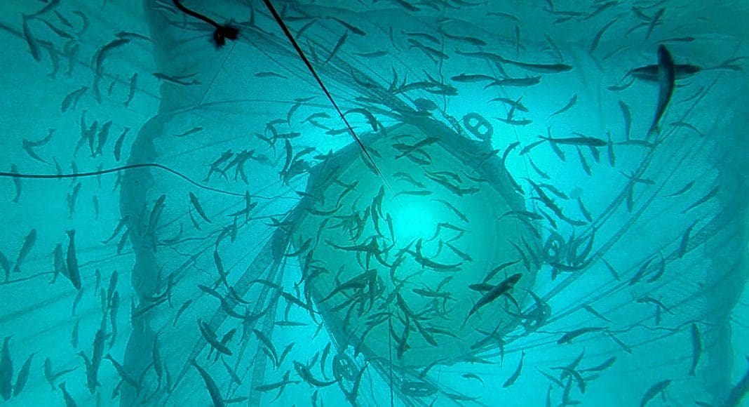 Snorkelmerd, merd. Foto: HAVFORSKNINGSINSTITUTTET