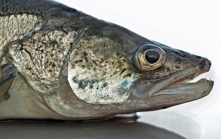 Investerer 71 millioner på oppdrett  av denne fisken