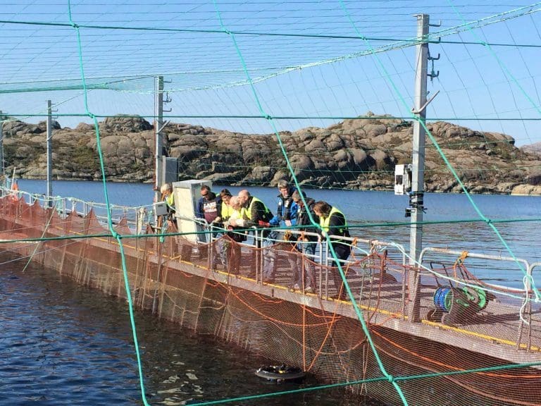 Første lakselusa i Sogn og Fjordane vert skoten med laser