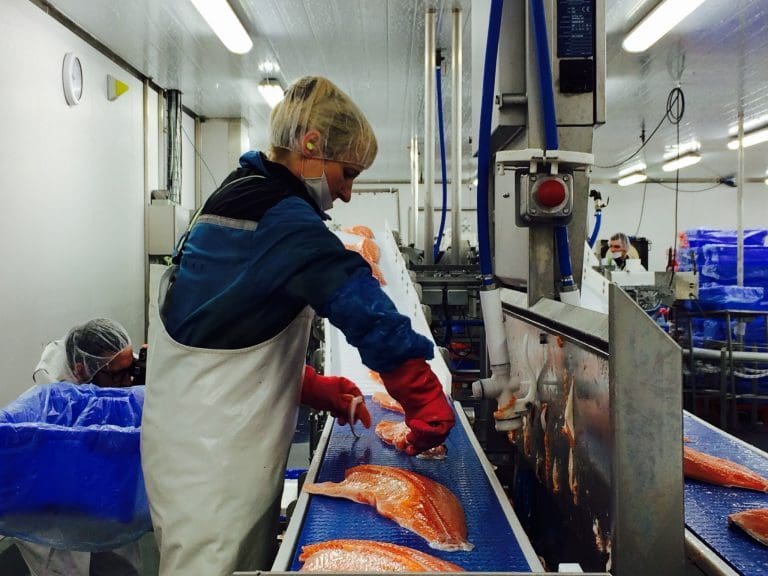 Fiskefôr med HCB har ikke gjort oppdrettsfisken utrygg