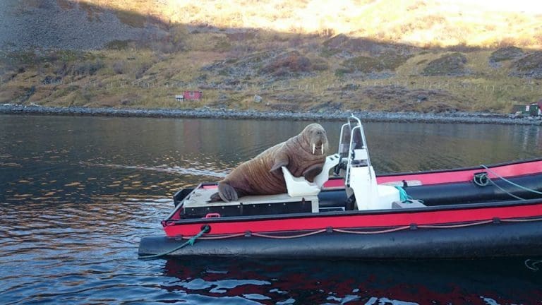 Fett nok i SalMar