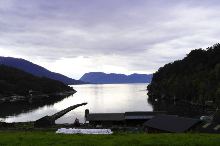 Fraktet PD-smittet smolt inn i Trøndelag