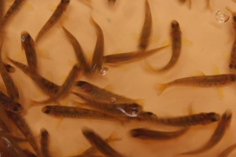 Immunsystemet svekket hos laksesmolt