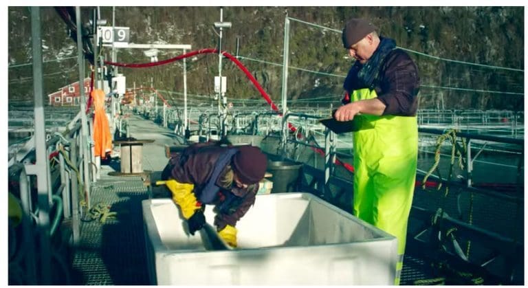 Fisken i fokus