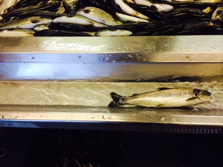 Salmonor vil bygge nytt smoltanlegg i Bindal