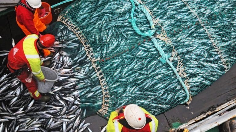 Eventyrlig makrellfiske har gitt ny rekord