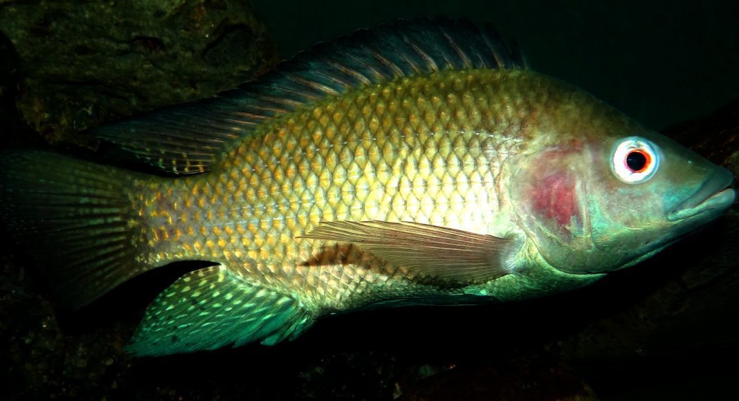 Det er blant annet denne tilapia-fisken Israel nå vil vokse på. (Foto: Bjørn Christian Tørrissen/Wikipedia)
