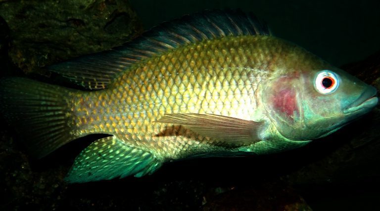 Det er blant annet denne tilapia-fisken Israel nå vil vokse på. (Foto: Bjørn Christian Tørrissen/Wikipedia)