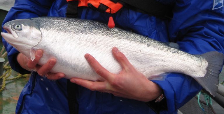 Innleder samarbeid med Osland Stamfisk: – Det er dyrt og krevende å drive stamfisk i liten målestokk
